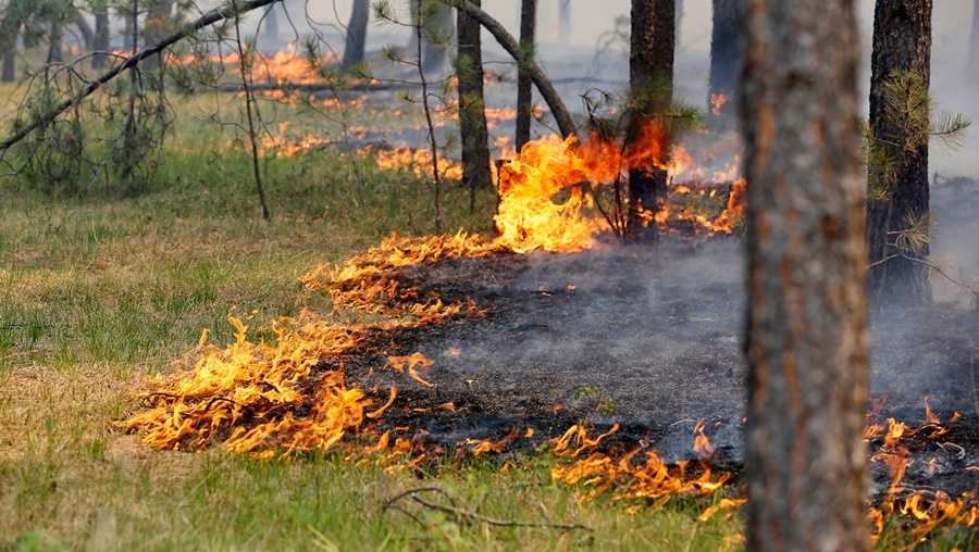 Ответственность за содержание средств предупреждения и тушения лесных пожаров в период пожароопасного сезона