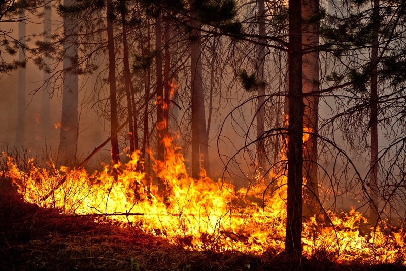 В районе уже зарегистрировано два лесных пожара