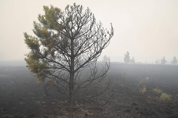 Валерий Нигматуллин: «Отдыхающие на природе ответственны за 90 процентов лесных пожаров»