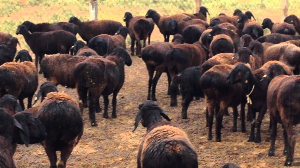 В Казахстане из-за удара молнии погиб пастух и 1500 овец