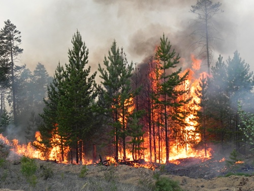 На Южном Урале этой весной сгорело уже свыше 16 тыс. га леса