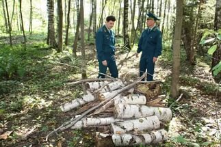 Ущерб от незаконной вырубки леса составил почти 200 тысяч рублей