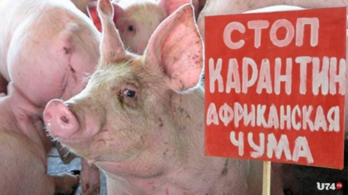В чебаркульском поселке Тимирязевский были уничтожены все свиньи