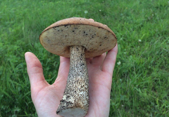 В Челябинской области появились грибы