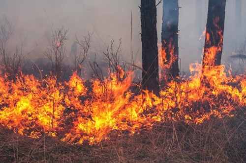 В Октябрьском районе вновь горят леса