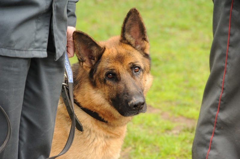 Служебная собака помогла полицейским раскрыть кражу в д. Шипкино