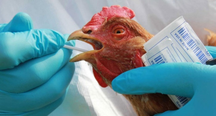 В Челябинской области зарегистрирован грипп птиц