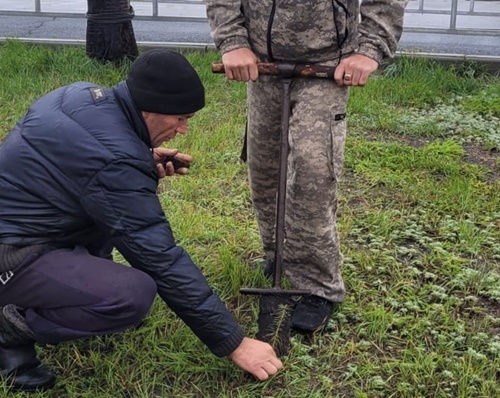 В Подовинном посадили 300 саженцев сосны